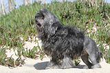 PETIT CHIEN LION 026